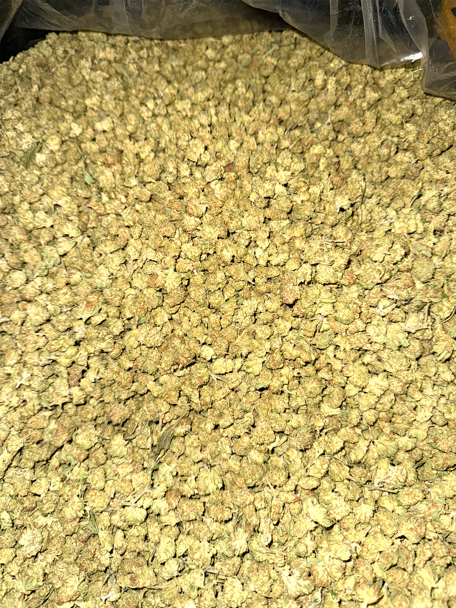 Papaya (Smalls) - Image 2